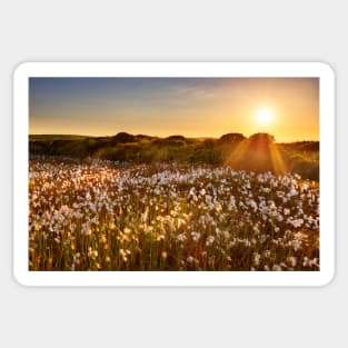 Cotton Grass on Cefn Bryn, Gower Sticker